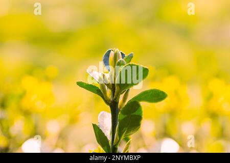 Fioritura di Pulmonaria luminosa in primavera. Lungwort. Fiori di diverse tonalità di viola in un'unica infiorescenza. Pianta di miele. Il primo fiore di primavera. Pu Foto Stock