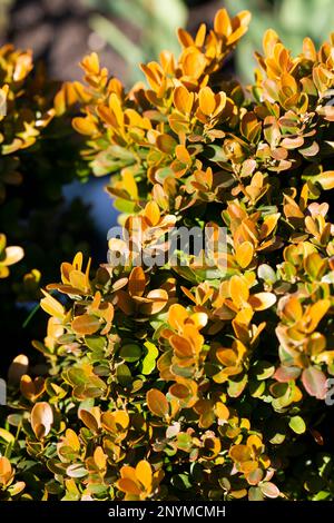 Berberis Thunbergii Aurea o arbusto di Barberry chiudere il cespuglio con foglie gialle Foto Stock