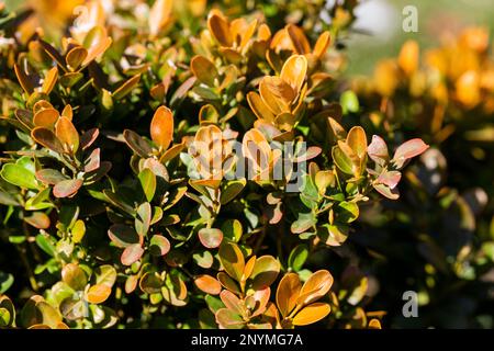 Berberis Thunbergii Aurea o arbusto di Barberry chiudere il cespuglio con foglie gialle Foto Stock