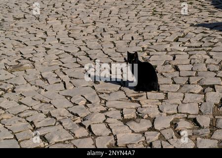Gatto nero è seduto sulla strada asfaltata. Foto Stock