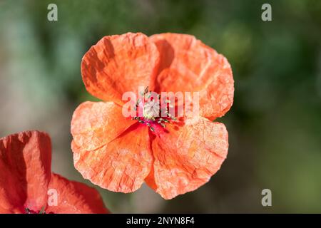 Il fiore rosso orangeo di un papavero a testa lunga, modestum Papaver, con i suoi petali completamente piatto aperto nel sole estivo. Foto Stock