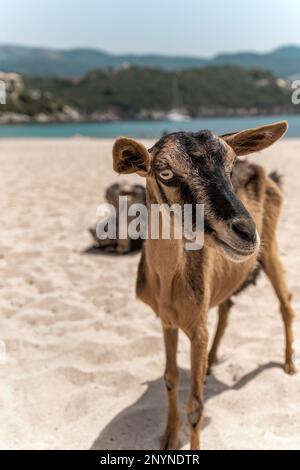 Capra sulla spiaggia Bella Vraka Sivota THESPROTIA Grecia Foto Stock