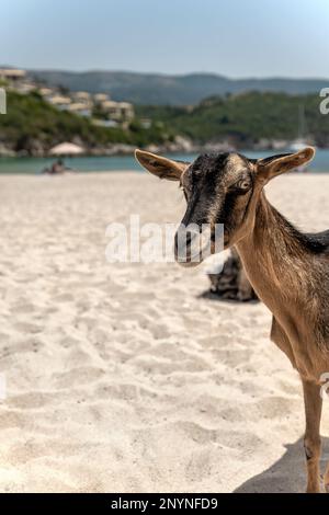 Capra sulla spiaggia Bella Vraka Sivota THESPROTIA Grecia Foto Stock