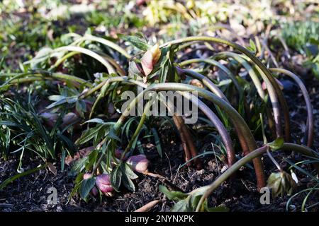 In inverno, a Eugene, Oregon, potrai fare una brina sui fiori dell'ellebore. Foto Stock