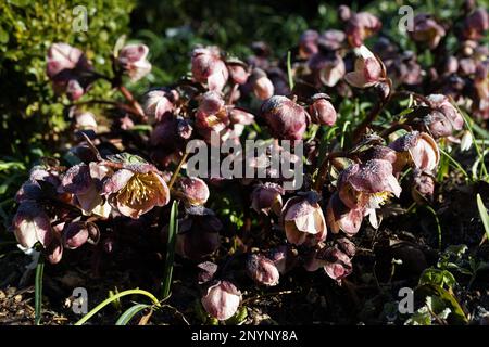 In inverno, a Eugene, Oregon, potrai fare una brina sui fiori dell'ellebore. Foto Stock