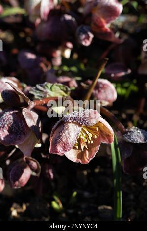 In inverno, a Eugene, Oregon, potrai fare una brina sui fiori dell'ellebore. Foto Stock