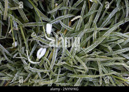 Gelo sui fiori di neve in un giardino in inverno a Eugene, Oregon. Foto Stock