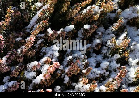 Neve su un arbusto di erica in inverno a Eugene, Oregon. Foto Stock