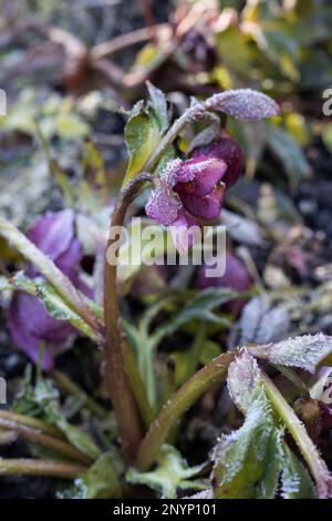 In inverno, a Eugene, Oregon, potrai fare una brina sui fiori dell'ellebore. Foto Stock