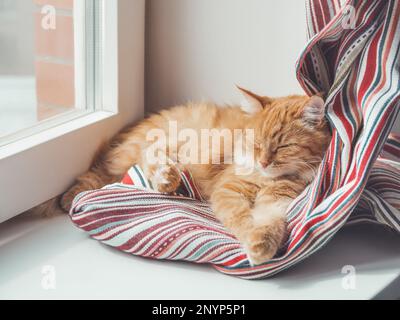 Carino zenzero gatto dorme sul davanzale. Un animale domestico morbido ha un pisolino sulla tenda tessile colorata. Animali domestici a casa. Foto Stock