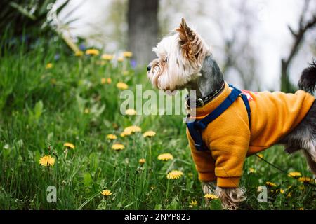 Un grazioso cane Yorkshire Terrier razza a piedi sul prato fiorito verde in primavera giardino, parco. Cucciolo in felpa calda giallo arancio. Panno Foto Stock