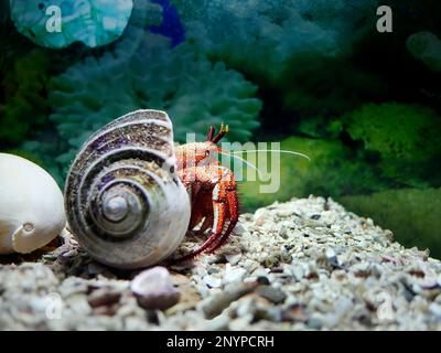 Un colorato granchio di Ermita bianco punteggiato, granchio di Ermita sinistro, megistos di Dardanus, nascosto nel serbatoio della barriera Corallina, l'Acquario di Phuket Foto Stock