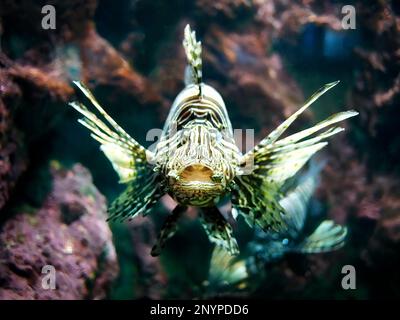 Primo piano Lionfish o Devil Firefish, Pterois Miles, nuoto nella vasca dei coralli all'Acquario di Phuket Foto Stock