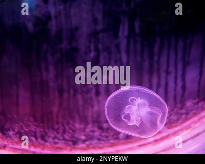 Piccoli meduse lunari illuminati con luci al neon di colore rosa, nuoto in acqua, acquario di Phuket Foto Stock