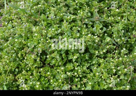 In primavera, Stellaria media cresce in natura Foto Stock