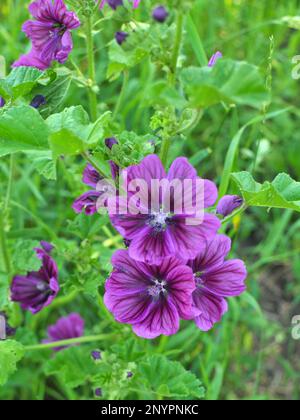 Malva, la foresta di malva sylvestris cresce in natura Foto Stock