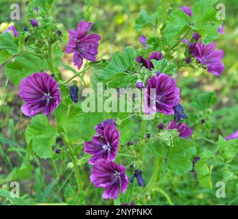 Malva, la foresta di malva sylvestris cresce in natura Foto Stock