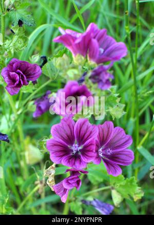 Malva, la foresta di malva sylvestris cresce in natura Foto Stock