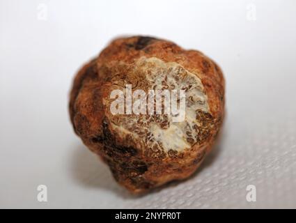 Bianco tartufo fungo primo piano sfondo stampe botaniche tuber magnatum famiglia tuberaceae grande formato immagini di alta qualità Foto Stock