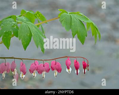 Primo piano dei fiori e delle foglie del cuore piangente della pianta, Lamprocapnos spectabilis Foto Stock