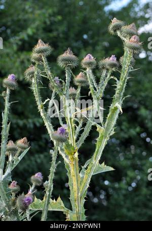 L'Onopordum acanthium, alto e prickly, cresce in natura Foto Stock