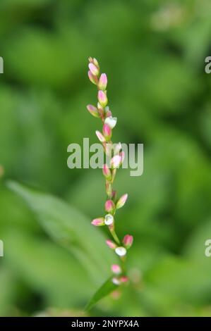 Persicaria hydropiper cresce tra le erbe in natura Foto Stock