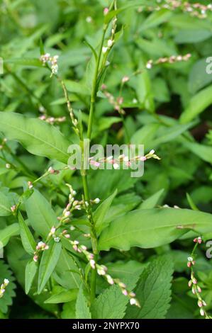 Persicaria hydropiper cresce tra le erbe in natura Foto Stock