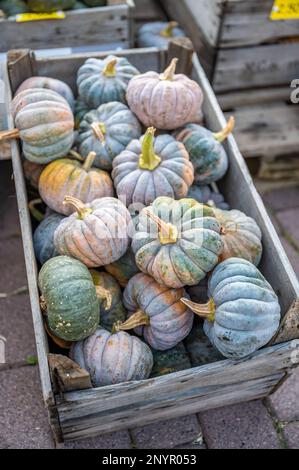 Scatola di legno riempita con zucca colorata zucca ornamentali in una fattoria in vendita, vista da alto angolo, tiro verticale Foto Stock