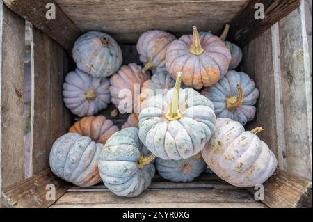 Primo piano scatola di legno riempito con zucca colorata zucca ornamentali in una fattoria in vendita, vista da alto angolo Foto Stock