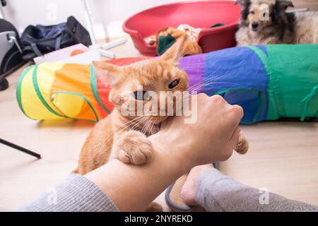 Il gatto rosso arrabbiato morde a mano in camera da vicino Foto Stock