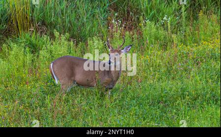 Young white-tailed buck navigando in Wisconsin settentrionale campo. Foto Stock
