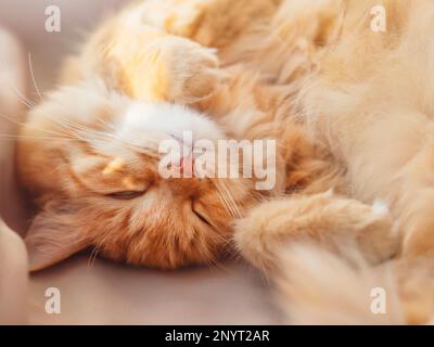 Gatto zenzero carino dorme su tessuto beige. L'animale domestico soffice ha un pisolino sulla luce del sole. Casa accogliente illuminata dalla luce del sole. Foto Stock