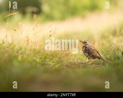 Song thrush o Turdus philomelos si trova sul sentiero sul campo. Piccolo uccello marrone tra erba gialla autunnale. Stagione autunnale. Foto Stock