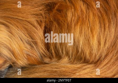 capelli rossi naturali di un animale sullo sfondo Foto Stock