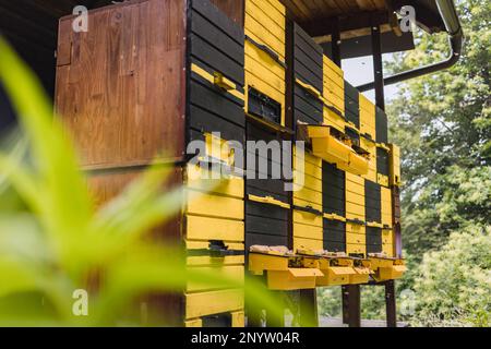 Ingresso all'alveare con un pontile di atterraggio, api di miele in arrivo e in partenza, decollo e atterraggio Foto Stock