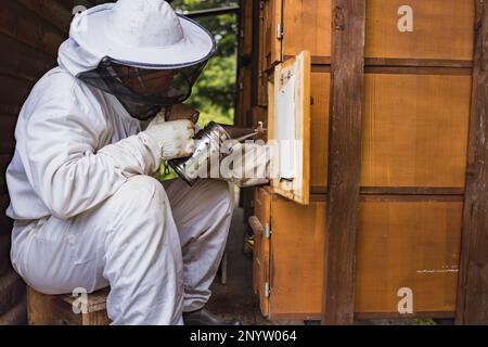 Apicoltore maschio che prende con attenzione la cornice del miele da un alveare di legno, controllando le api e il concetto di apicoltura a nido d'ape e di coltivazione biologica del miele. Foto Stock