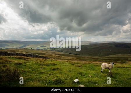 Un giovane agnello su un alto pascolo sulla Middlehope Moor guardando a sud attraverso la valle del fiume indossa Burnhope Moor. Weardale, North Pennines. Foto Stock