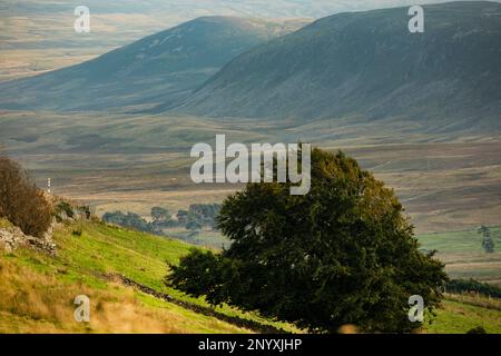 Guardando in basso verso Widdybank Fell e la valle di Harwood Beck, Uper Teesdale, County Durham, North Pennines, Inghilterra Foto Stock