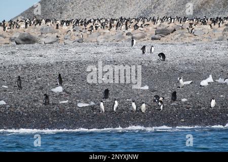 Pinguini Adelie sulla riva dell'isola di Paulet - Antartide Foto Stock