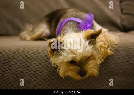 Carino triste annoiato Yorkshire Terrier cane con un arco viola intorno al collo giace sul divano grigio in nuovo appartamento. Un cucciolo in regalo. Amabile animale domestico canino a casa. Foto Stock