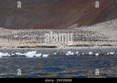 Enorme colonia di pinguini Adélie sull'isola di Paulet - Antartide Foto Stock