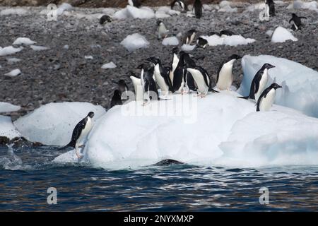 I pinguini di Adelie su un galleggiante di ghiaccio al largo dell'isola di Paulet - Antartide Foto Stock