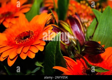 Profumo di fiori di gerbera arancione, primo piano. Sfondo floreale Foto Stock