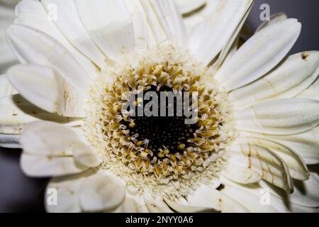 Gerbera bianco fiore primo piano su uno sfondo nero. Macro Foto Stock