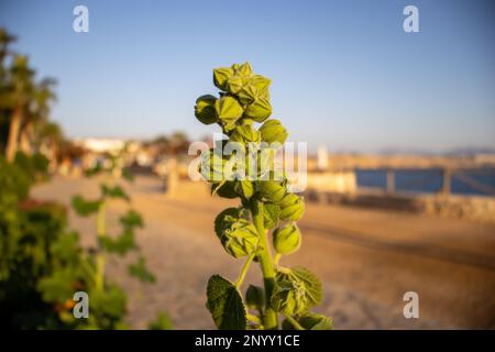 Sparare verde con boccioli di fiori di Hollyhock (specie Alcea) al sole del mattino Foto Stock