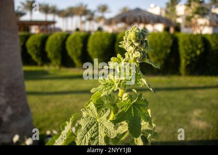 Sparare verde con boccioli di fiori di Hollyhock (specie Alcea) al sole del mattino Foto Stock