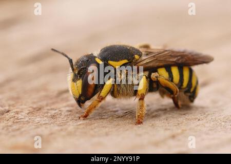 Primo piano dettagliato di una femmina del fiorentino Woolcarder Bee, Anthidium florentinum Foto Stock