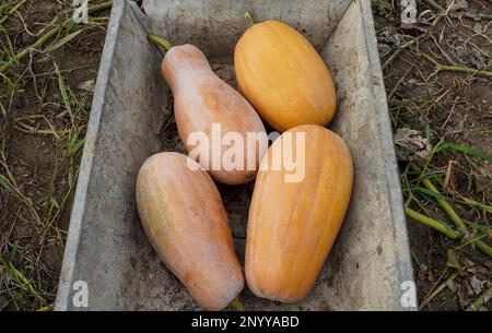 Raccolta zucchine. Cibo biologico. Zucca fresca sdraiata nel trogolo Foto Stock