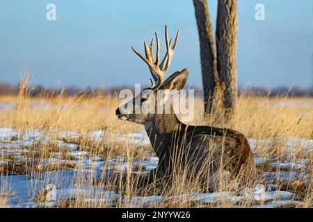 Un Mule Deer riposato da un albero alla luce del pomeriggio con un campo aperto e sfondo cielo blu. Foto Stock