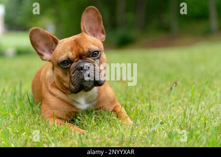 Bulldog francese rosso fawn che si posa su erba verde con la testa inclinata mentre si guarda la telecamera. Foto Stock